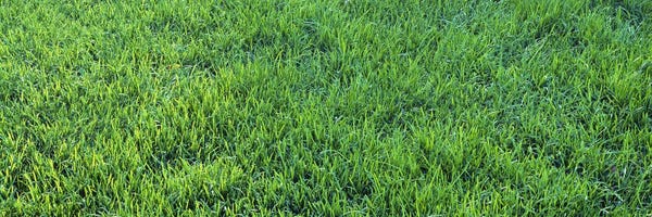 Sacramento: Grass Sacramento CA USA by Panoramic Images