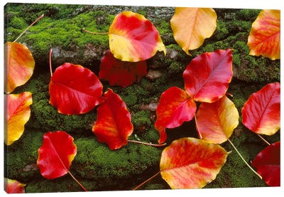Fall Leaves Sacramento CA USA Canvas Art Print - Nature Close-Up Art