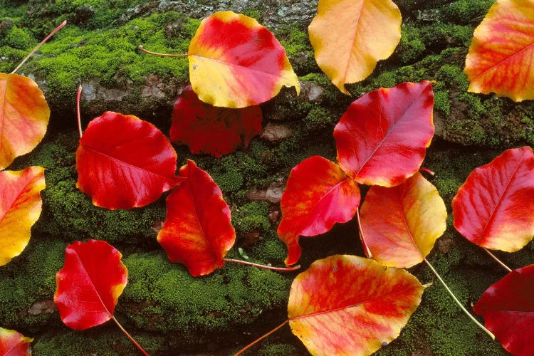 Fall Leaves Sacramento CA USA