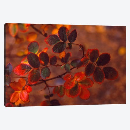 Autumn Leaves In Zoom, Colorado, USA Canvas Print #PIM2393} by Panoramic Images Canvas Print