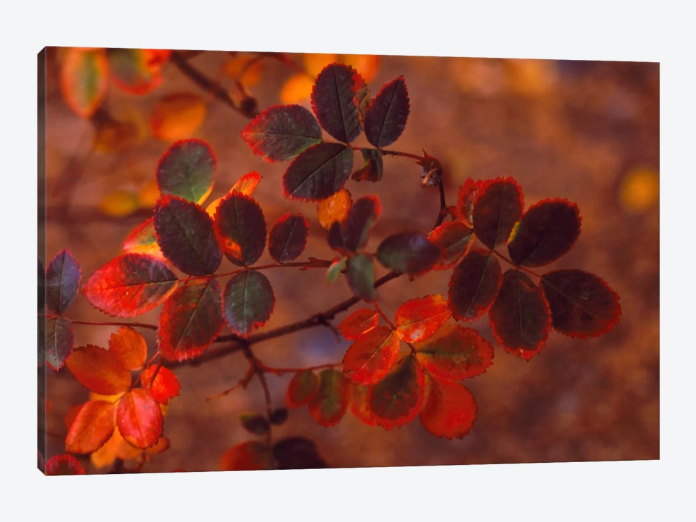 Autumn Leaves In Zoom, Colorado, USA 1-piece Canvas Art