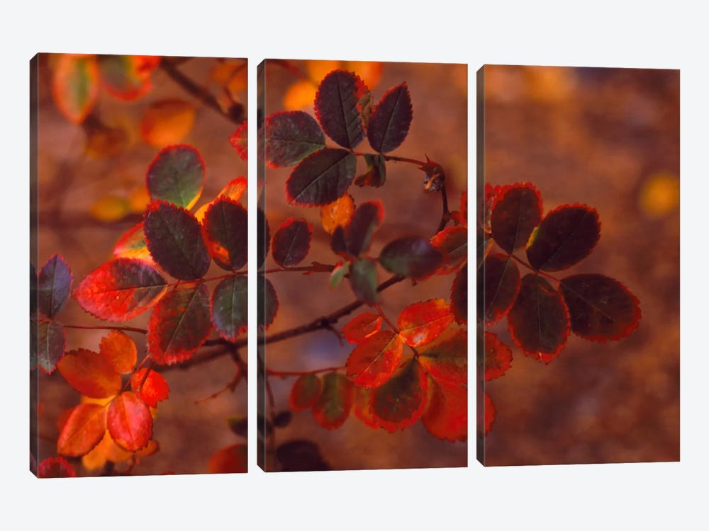 Autumn Leaves In Zoom, Colorado, USA by Panoramic Images 3-piece Canvas Artwork