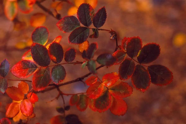 Autumn Leaves In Zoom, Colorado, USA