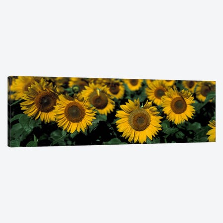Sunflowers ND USA Canvas Print #PIM2394} by Panoramic Images Canvas Wall Art