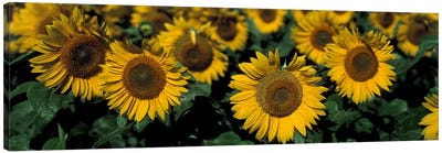 Sunflowers ND USA Canvas Art Print - North Dakota