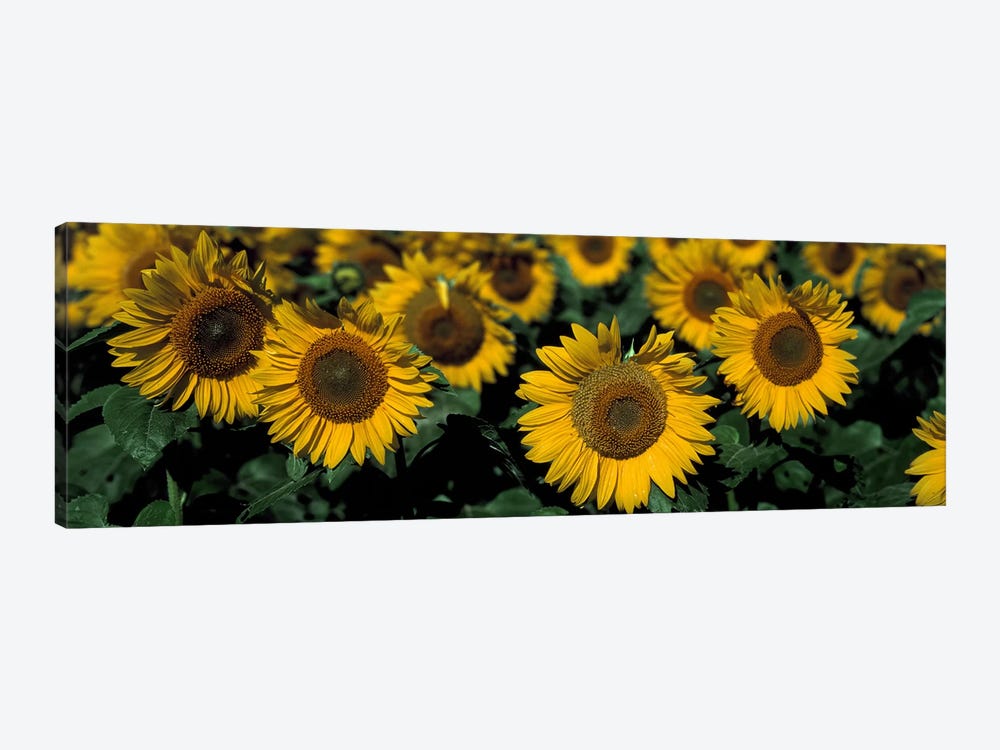 Sunflowers ND USA by Panoramic Images 1-piece Canvas Print