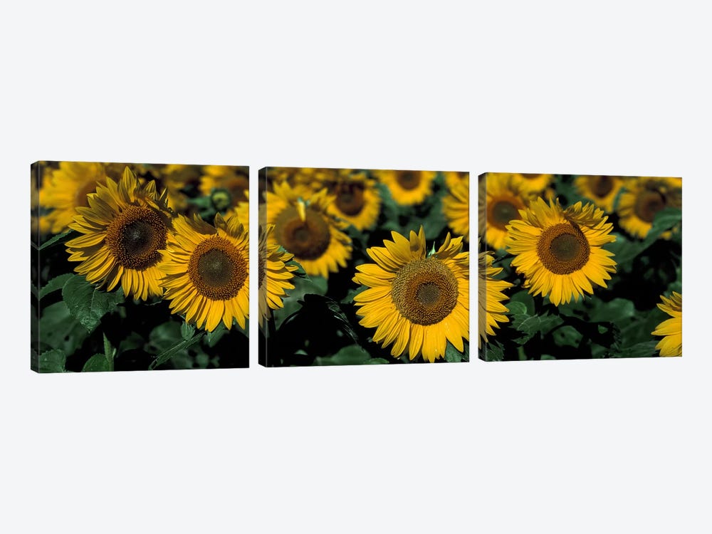 Sunflowers ND USA by Panoramic Images 3-piece Canvas Art Print