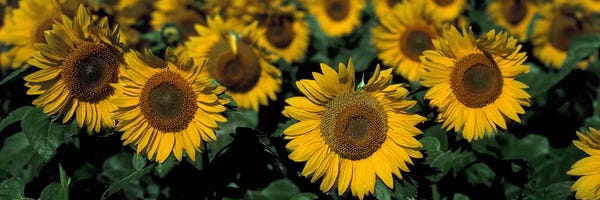 North Dakota: Sunflowers ND USA by Panoramic Images