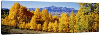 Fall Aspen Trees Telluride CO Canvas Art Print - Nature Panoramics