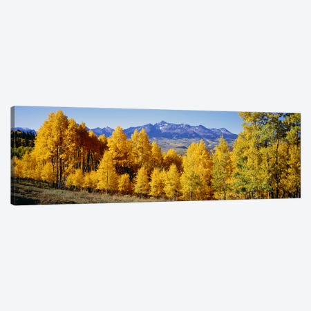 Fall Aspen Trees Telluride CO Canvas Print #PIM2398} by Panoramic Images Canvas Print
