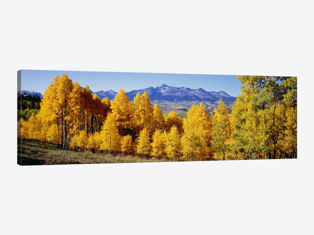 Fall Aspen Trees Telluride CO by Panoramic Images 1-piece Canvas Print