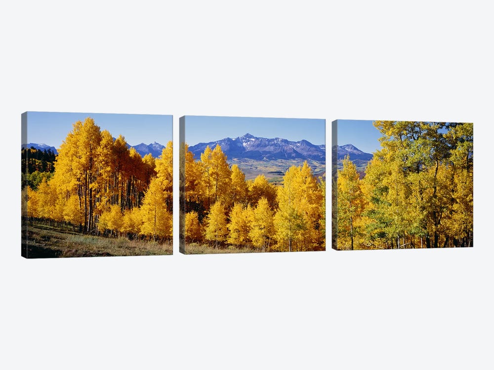 Fall Aspen Trees Telluride CO by Panoramic Images 3-piece Canvas Print