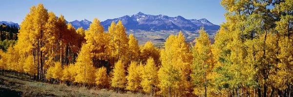 Panoramic Images: Fall Aspen Trees Telluride CO by Panoramic Images