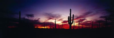Brilliant Sunset, Saguaro National Park, Pima County, Arizona, USA by Panoramic Images canvas print