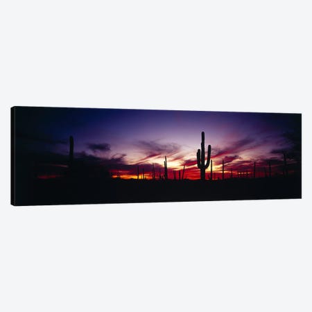 Brilliant Sunset, Saguaro National Park, Pima County, Arizona, USA Canvas Print #PIM2403} by Panoramic Images Art Print