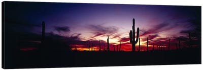 Brilliant Sunset, Saguaro National Park, Pima County, Arizona, USA Canvas Art Print - Arizona Art