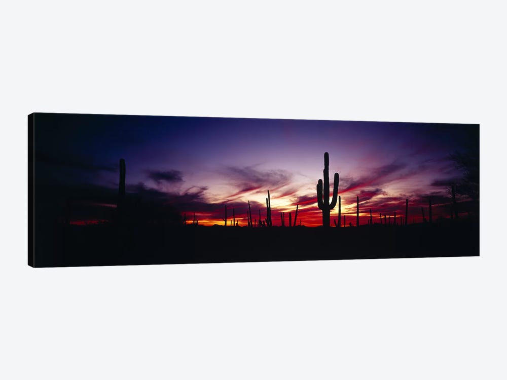 Brilliant Sunset, Saguaro National Park, Pima County, Arizona, USA by Panoramic Images 1-piece Canvas Artwork
