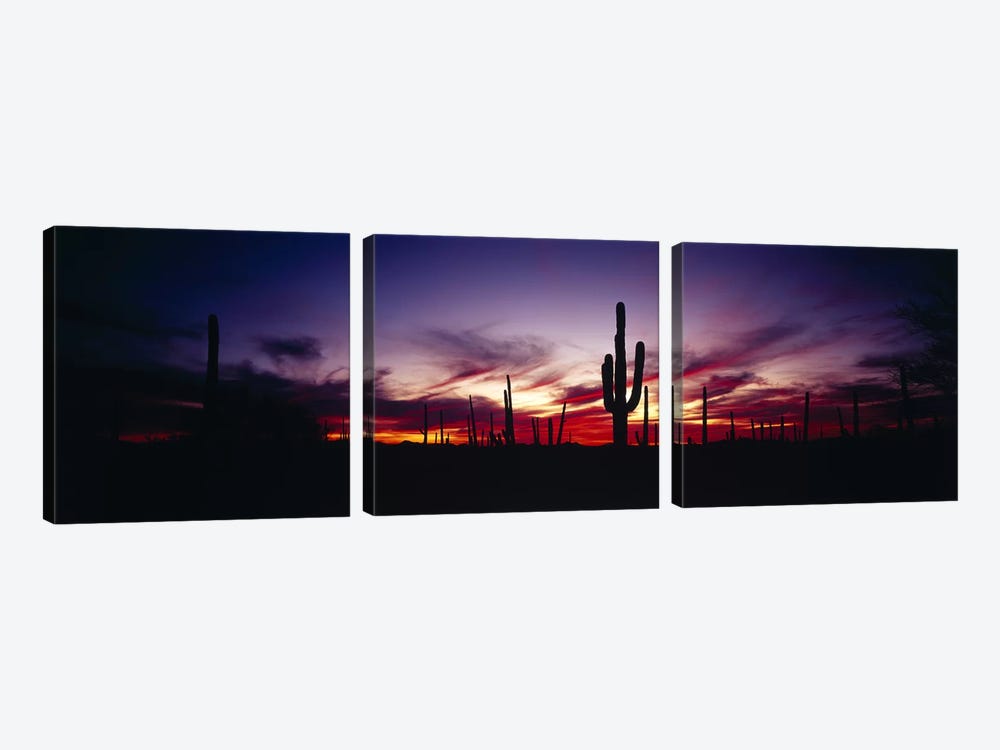 Brilliant Sunset, Saguaro National Park, Pima County, Arizona, USA by Panoramic Images 3-piece Canvas Artwork