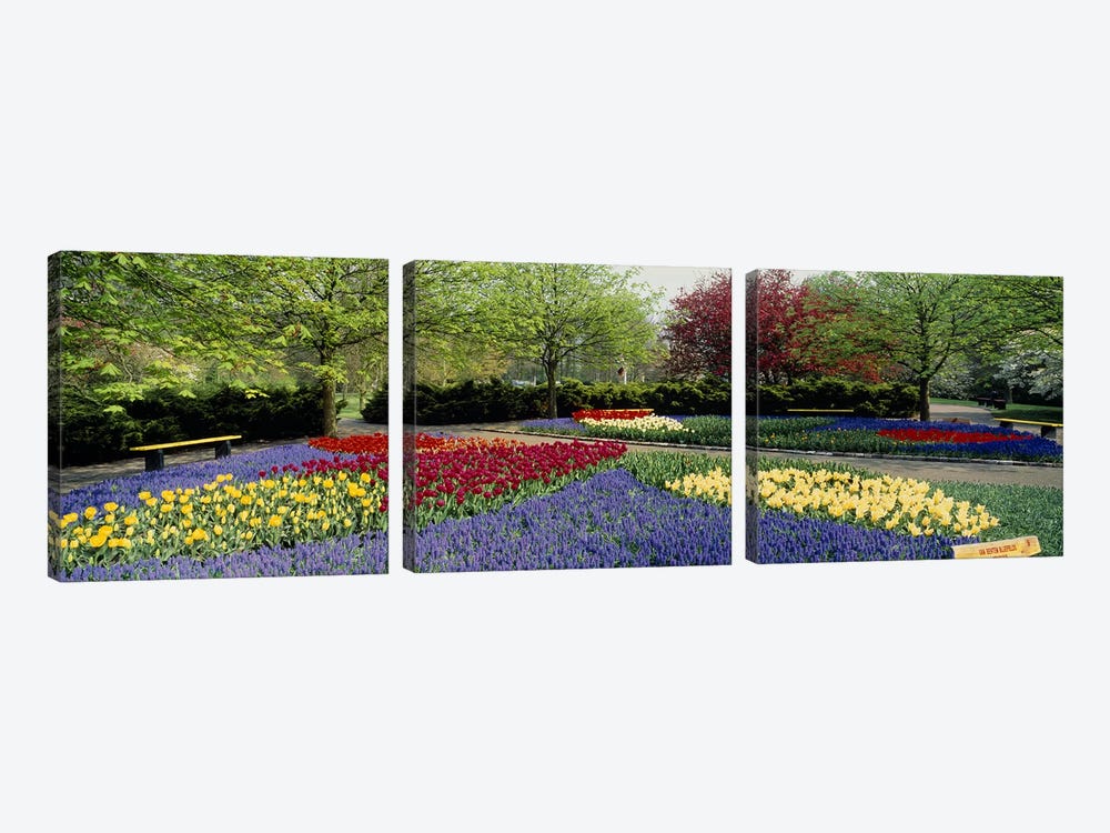 Keukenhof (Garden Of Europe), Lisse, South Holland, Netherlands by Panoramic Images 3-piece Canvas Art Print