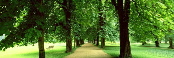 Salzburg: Trees Salzburg Austria by Panoramic Images