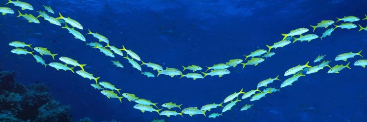 School of fish Great Barrier Reef Australia