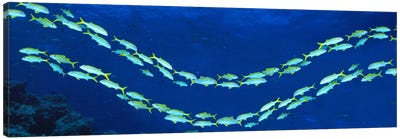 School of fish Great Barrier Reef Australia Canvas Art Print - Australia Art