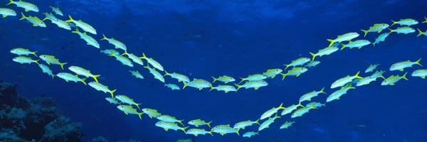 Wonders Of The World: School of fish Great Barrier Reef Australia by Panoramic Images