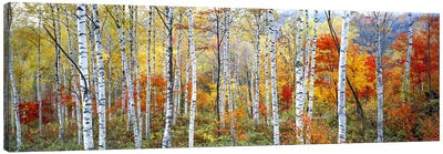 Fall Trees, Shinhodaka, Gifu, Japan Canvas Art Print - Panoramic & Horizontal Wall Art