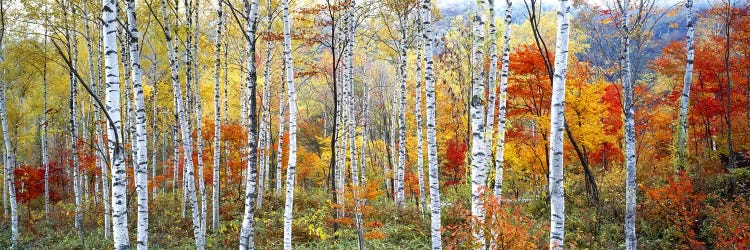 Fall Trees, Shinhodaka, Gifu, Japan