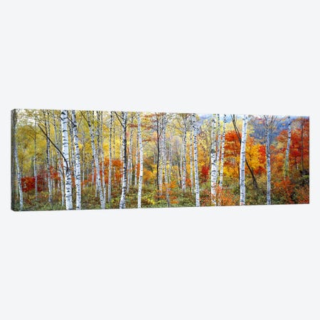 Fall Trees, Shinhodaka, Gifu, Japan Canvas Print #PIM2427} by Panoramic Images Canvas Artwork
