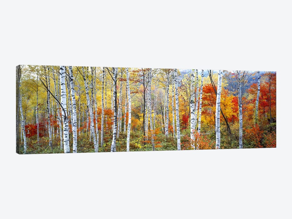 Fall Trees, Shinhodaka, Gifu, Japan by Panoramic Images 1-piece Canvas Art
