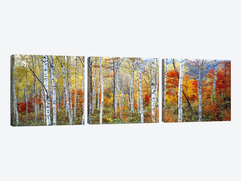 Fall Trees, Shinhodaka, Gifu, Japan by Panoramic Images 3-piece Canvas Art