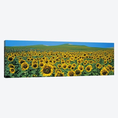 Sunflower field Andalucia Spain Canvas Print #PIM2430} by Panoramic Images Canvas Wall Art