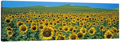 Sunflower field Andalucia Spain Canvas Art Print - Sunflower Art