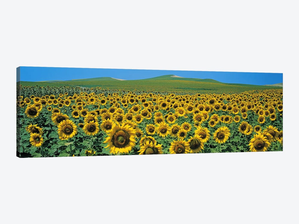 Sunflower field Andalucia Spain by Panoramic Images 1-piece Canvas Wall Art