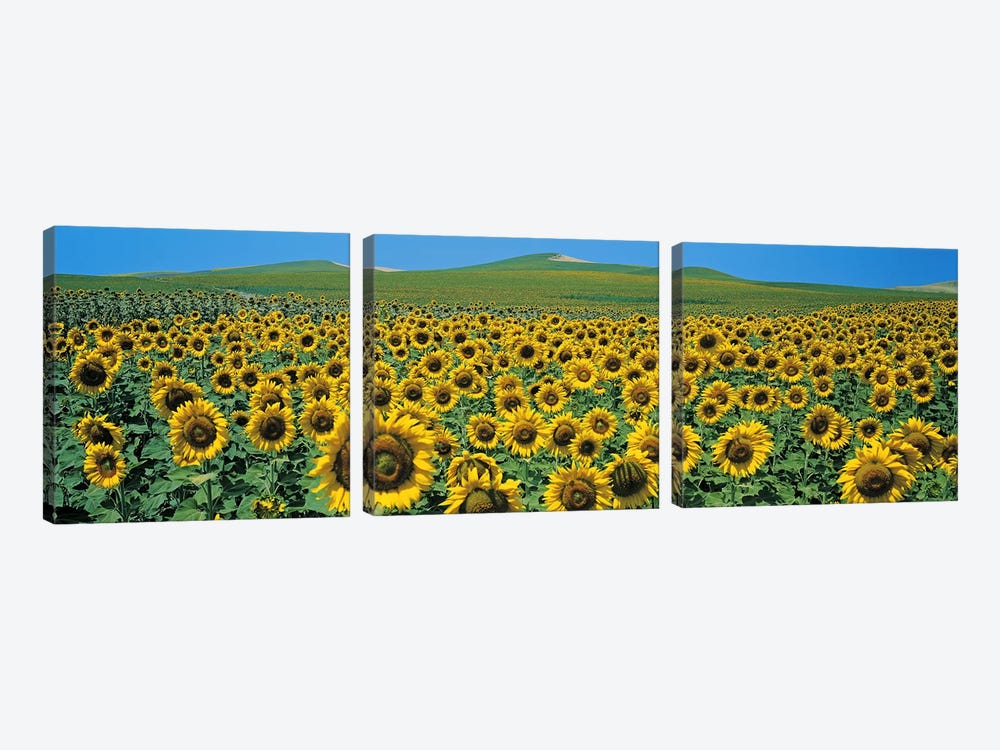 Sunflower field Andalucia Spain by Panoramic Images 3-piece Canvas Wall Art