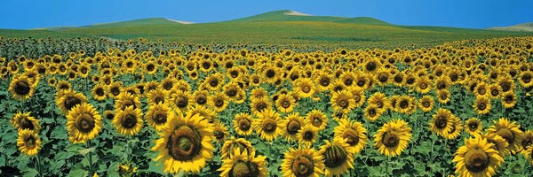 Happiness: Sunflower field Andalucia Spain by Panoramic Images