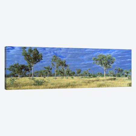 Savannah Bungle Bungle Australia Canvas Print #PIM2474} by Panoramic Images Canvas Art Print