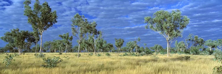 Savannah Bungle Bungle Australia