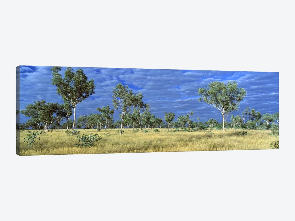 Savannah Bungle Bungle Australia by Panoramic Images 1-piece Canvas Artwork