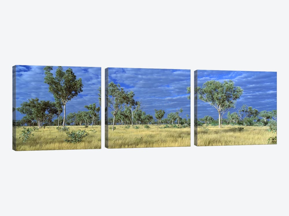 Savannah Bungle Bungle Australia by Panoramic Images 3-piece Canvas Art