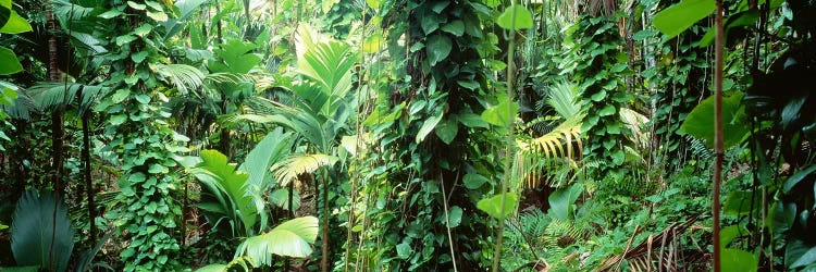 Vegetation Seychelles