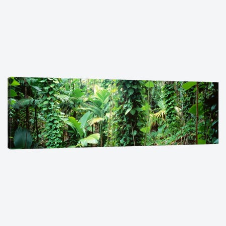 Vegetation Seychelles Canvas Print #PIM2475} by Panoramic Images Art Print
