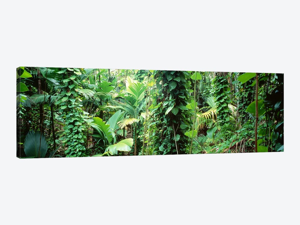Vegetation Seychelles by Panoramic Images 1-piece Canvas Print