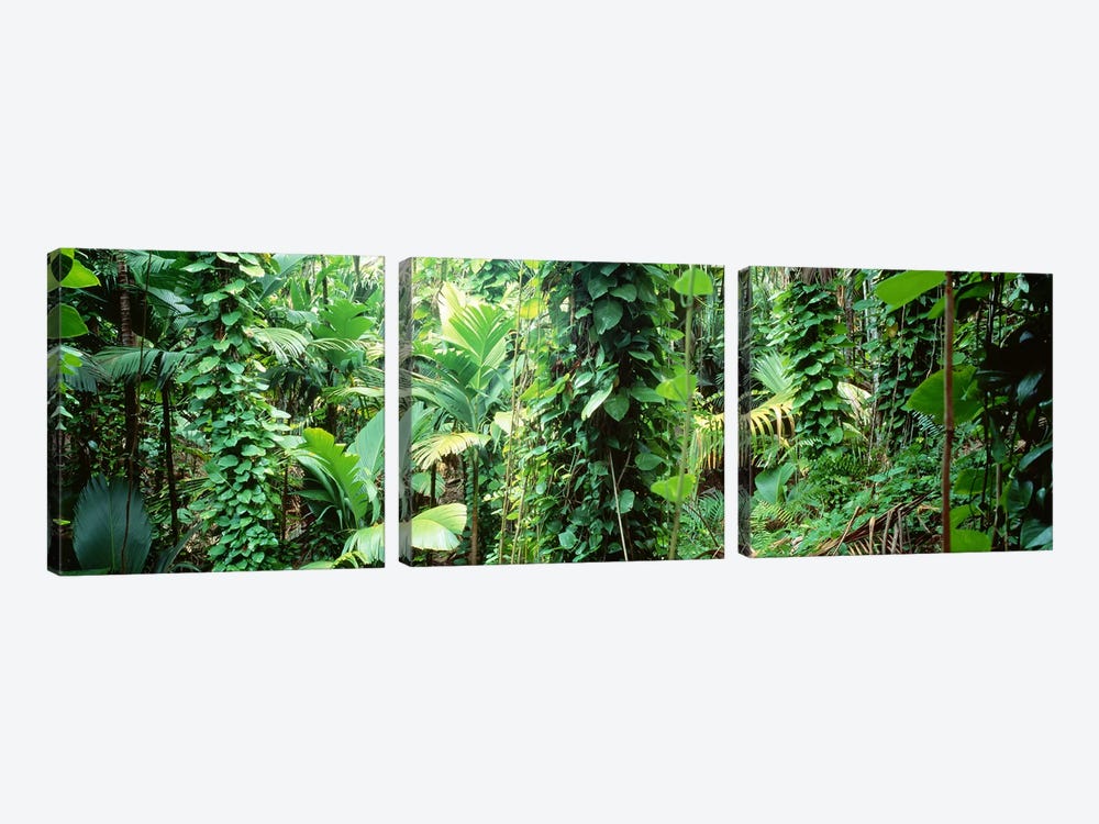 Vegetation Seychelles by Panoramic Images 3-piece Canvas Print
