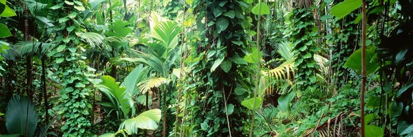 Seychelles: Vegetation Seychelles by Panoramic Images