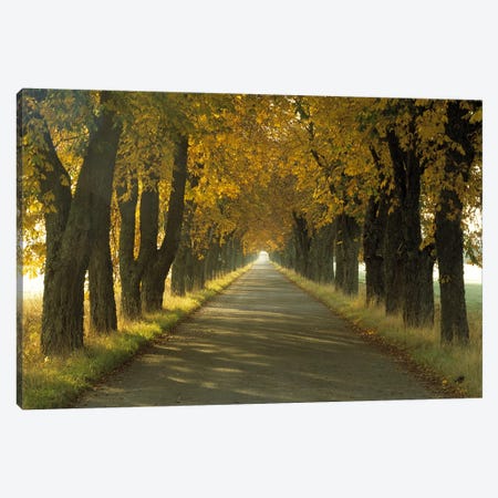 Road w/Autumn Trees Sweden Canvas Print #PIM2476} by Panoramic Images Canvas Art Print