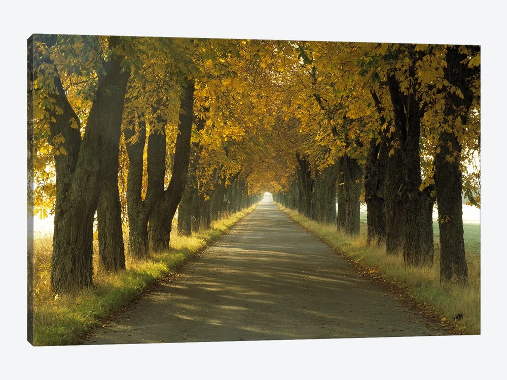Road w/Autumn Trees Sweden by Panoramic Images 1-piece Canvas Artwork