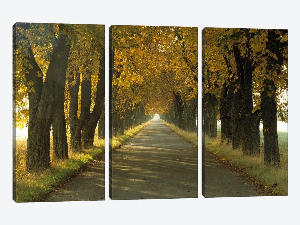 Road w/Autumn Trees Sweden by Panoramic Images 3-piece Canvas Art