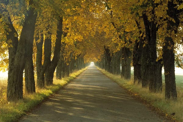 Sweden: Road w/Autumn Trees Sweden by Panoramic Images